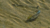 PICTURES/Salt Creek Trail & Pupfish/t_Fish3.JPG